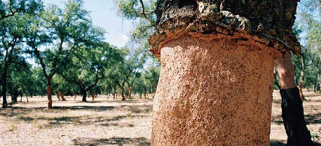 Пробковое покрытие для потолка: преимущества материала и правила монтажа